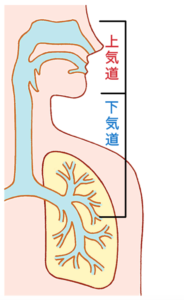 効く あおさ コロナ に 新型コロナへの効果が期待される「イベルメクチン」とは？